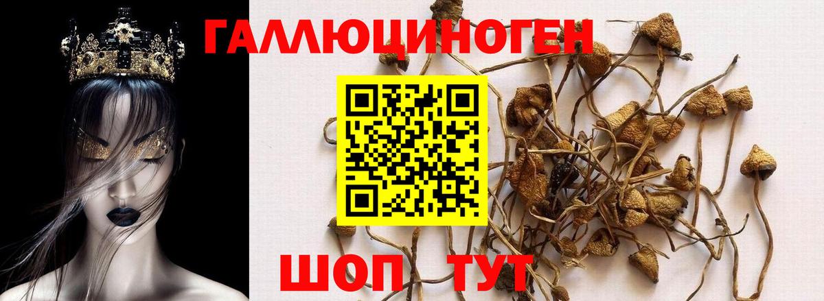 Котельники  Галлюциногенные грибы Psilocybe  купить наркоту  Вход с VPN 